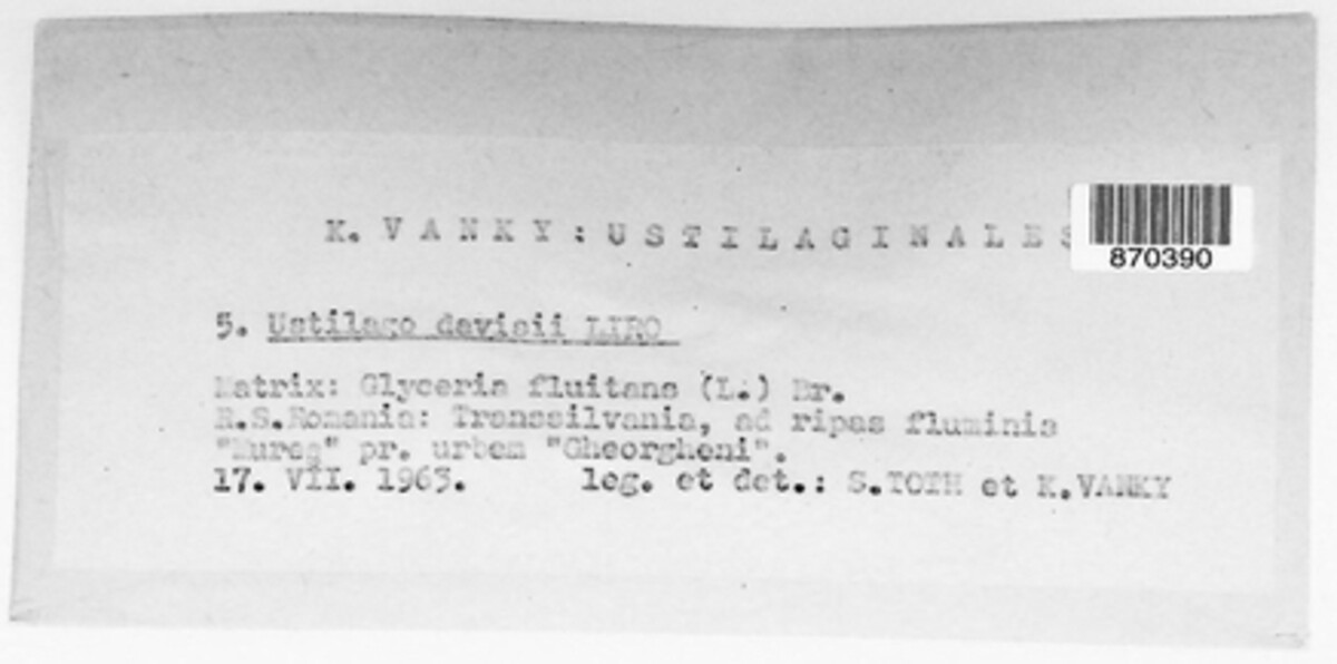 Ustilago davisii image